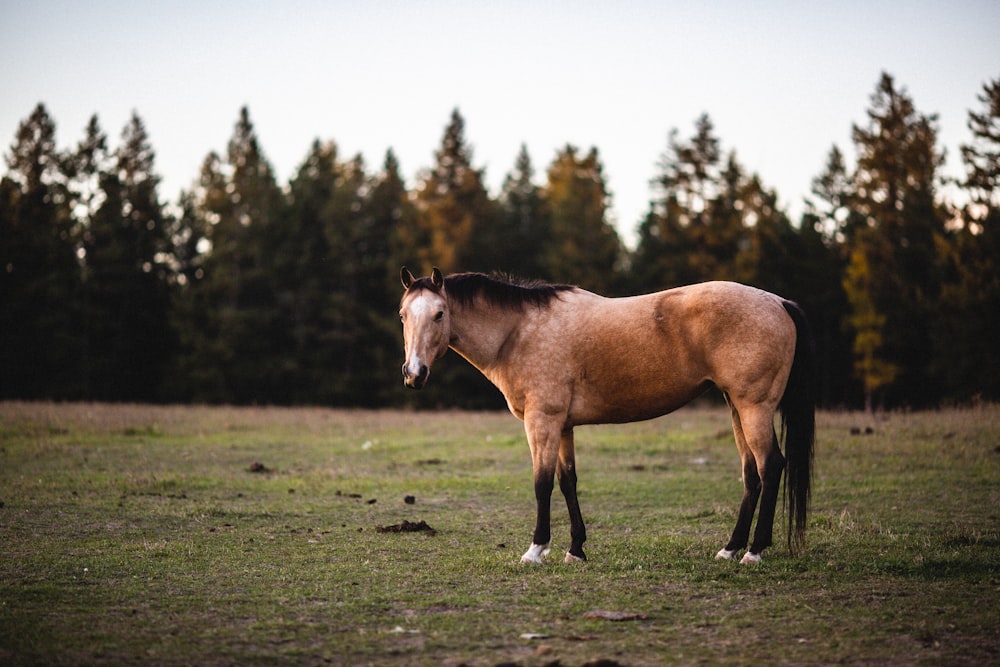 a brown horse standing on top of a lush green field