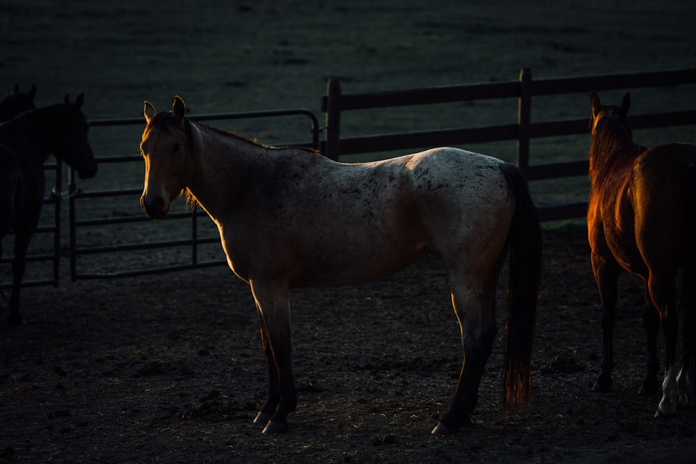 a couple of horses that are standing in the dirt