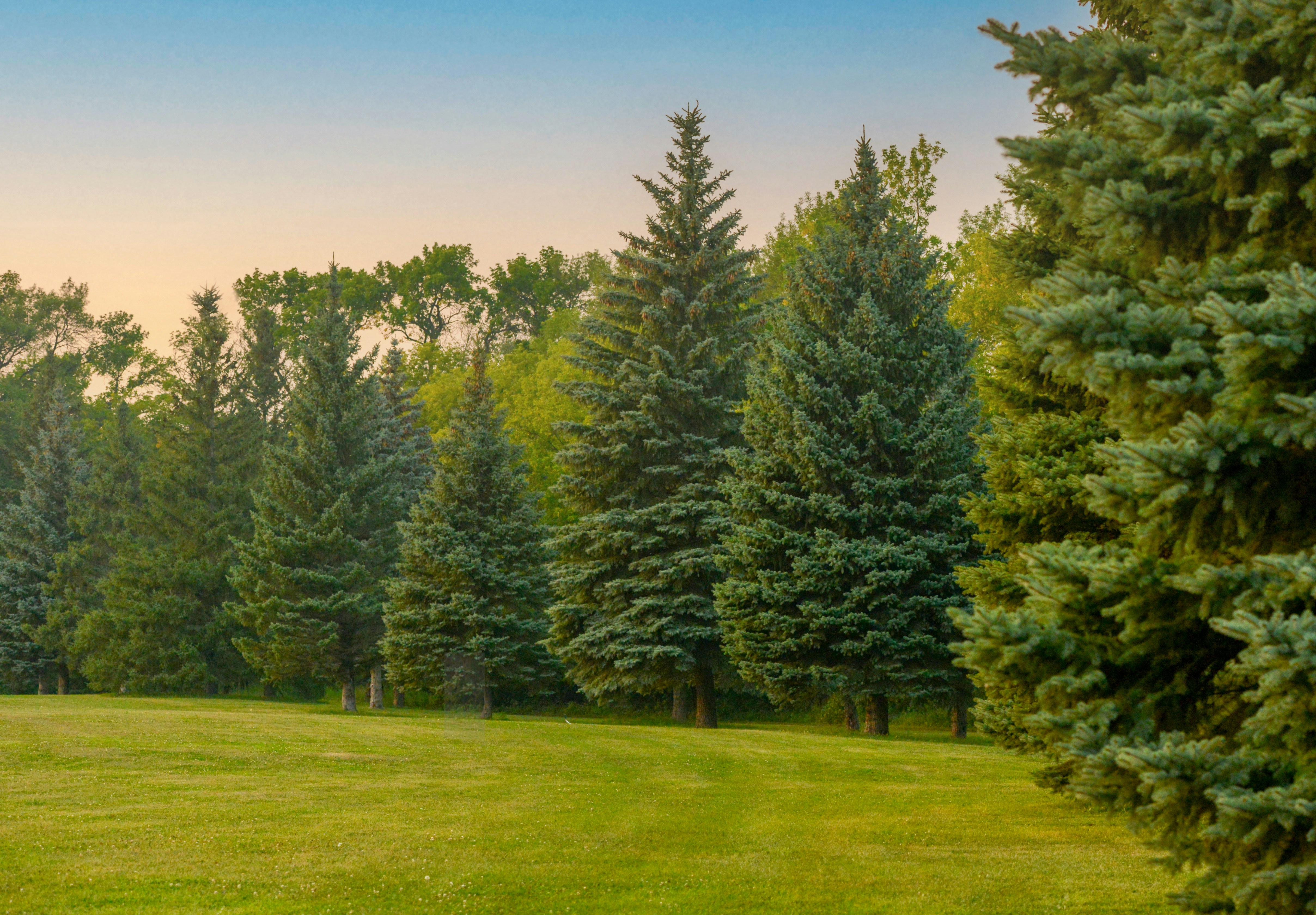 a grassy field with trees in the background