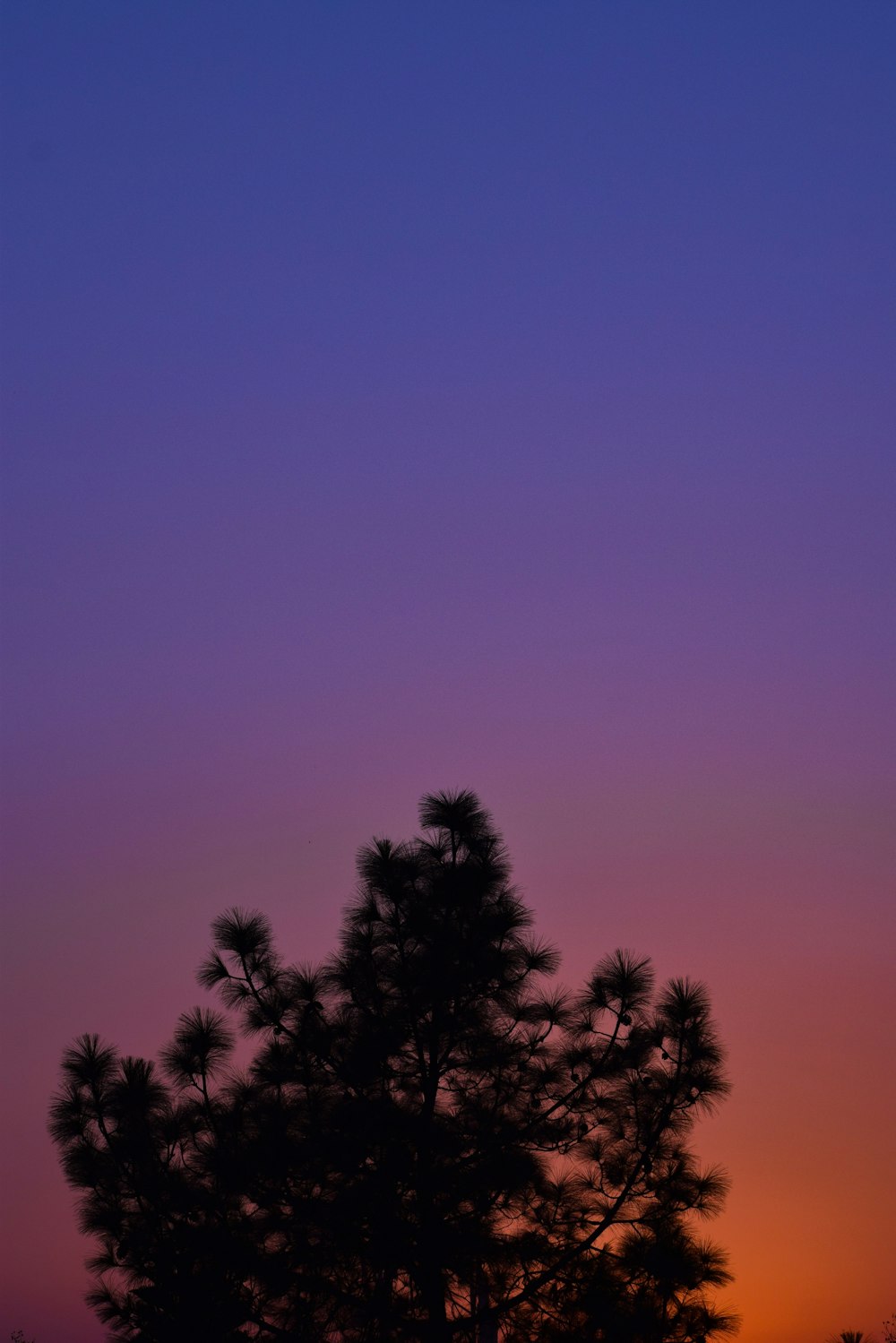 a tree is silhouetted against a purple and blue sky