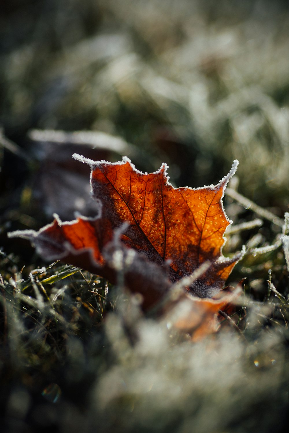 a leaf that is sitting in the grass