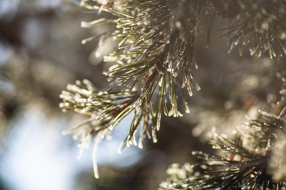 a close up of a pine tree branch