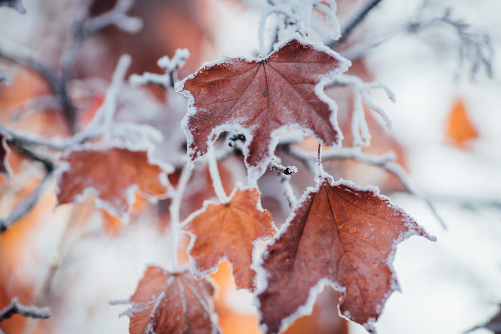 a close up of a leaf covered in ice