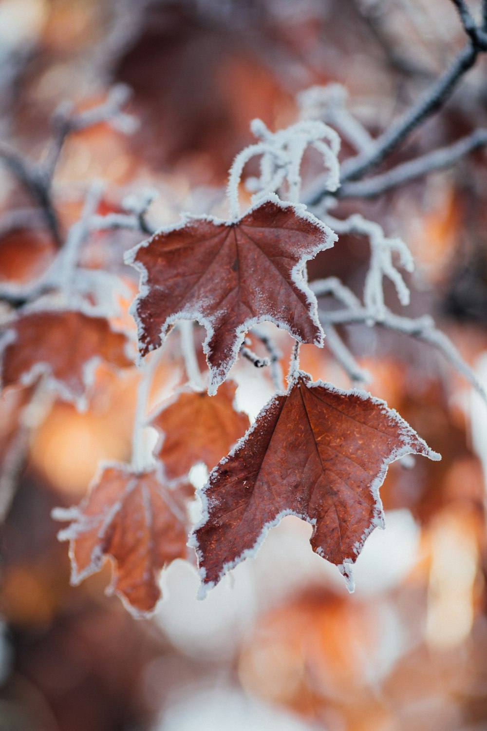 gros plan d’une feuille recouverte de glace