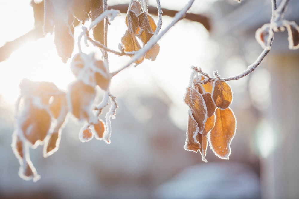 a close up of a tree with frost on it