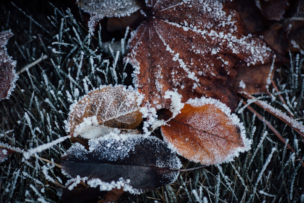 ein mit Frost bedecktes Blatt, das auf einem grasbedeckten Boden sitzt