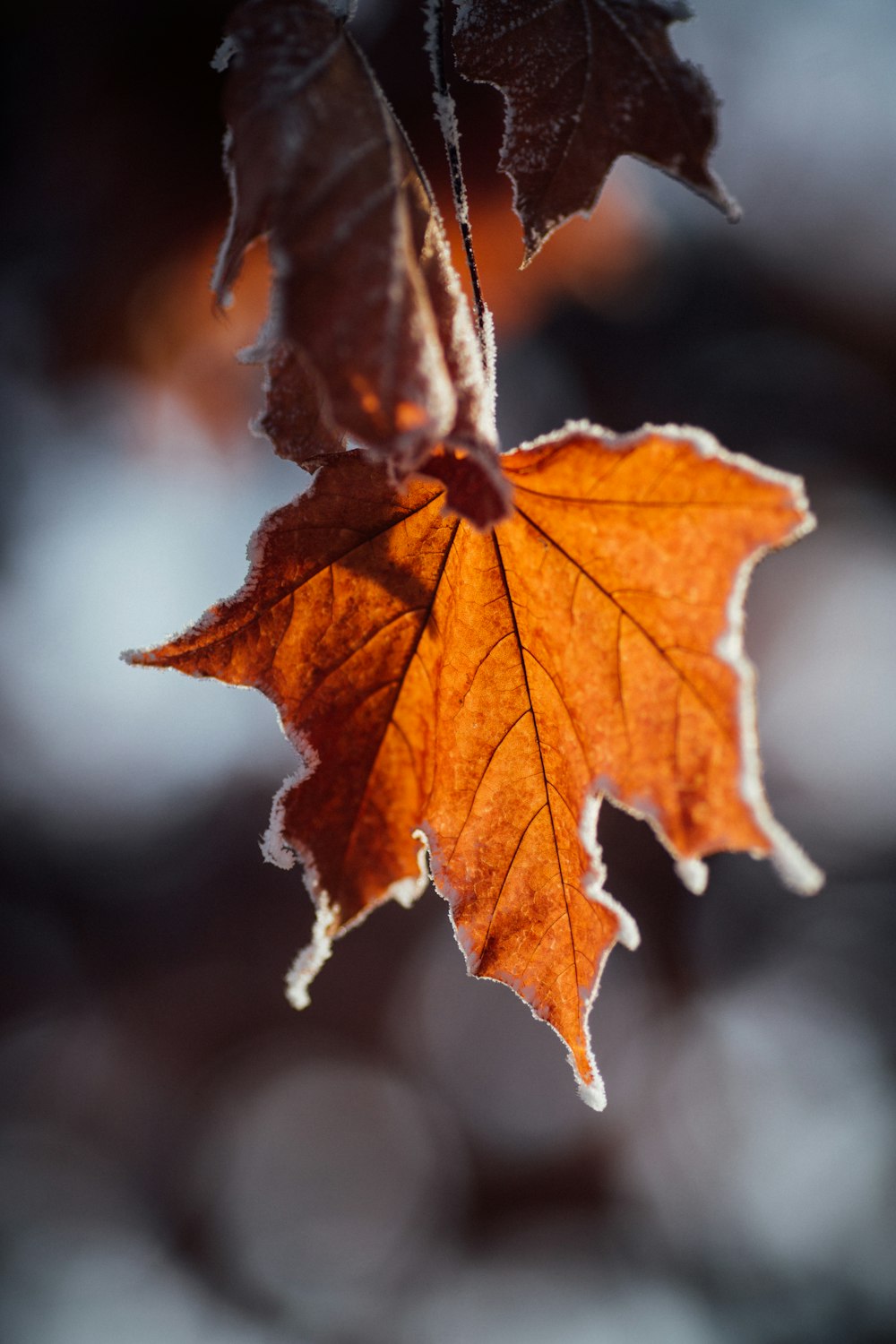 a close up of a leaf on a tree