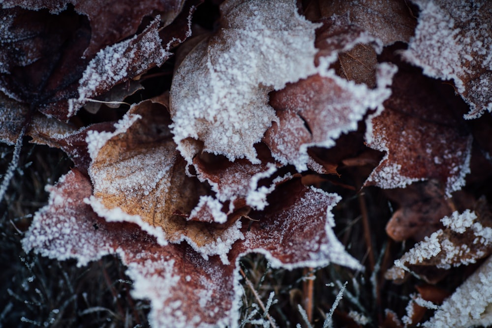 a bunch of leaves that are covered in snow