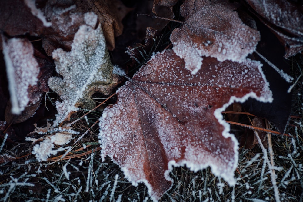 a frosty leaf laying on the ground