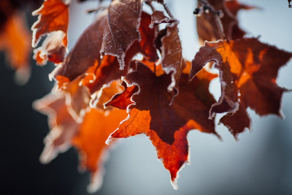 a bunch of leaves that are hanging from a tree