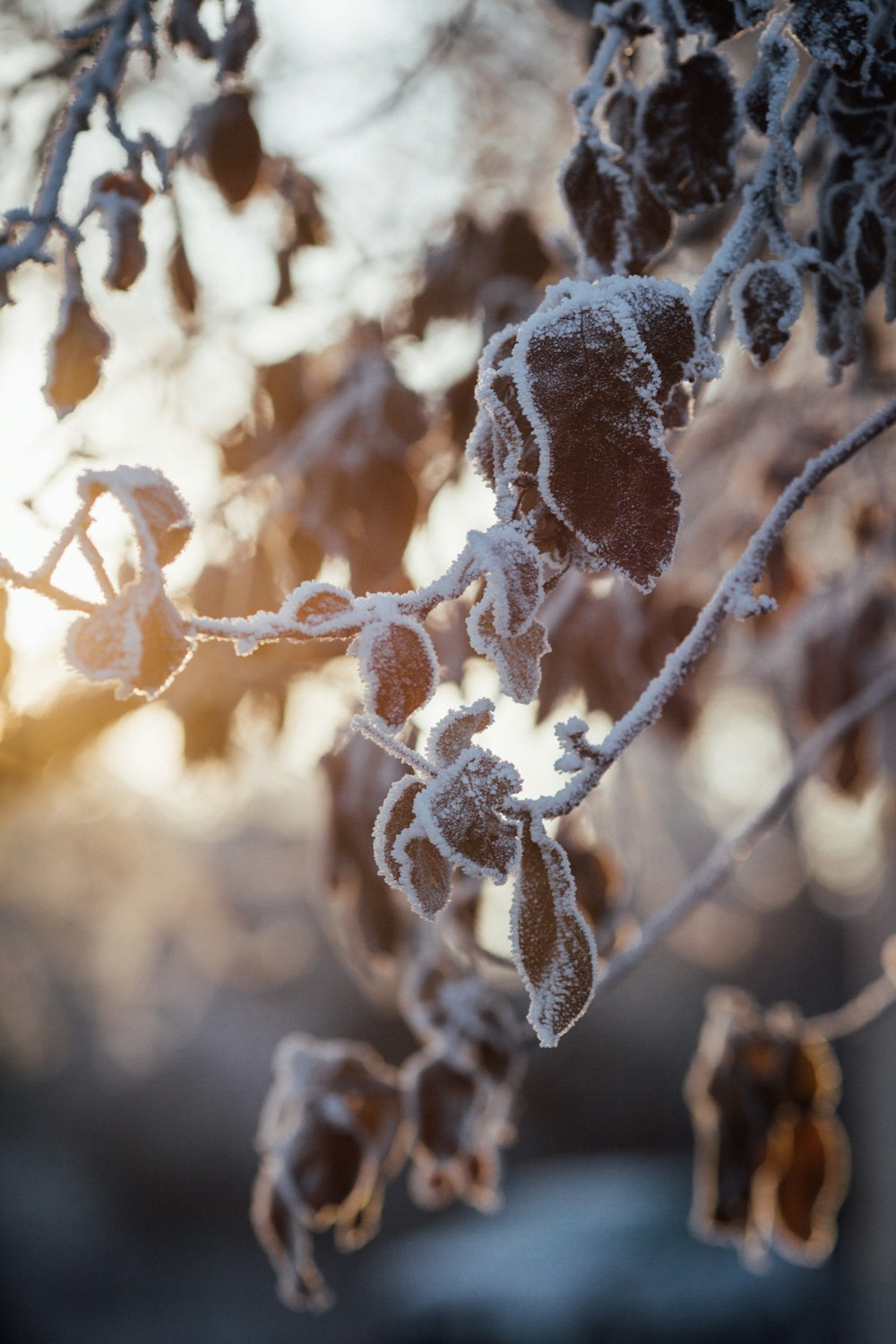 a close up of a tree with frost on it