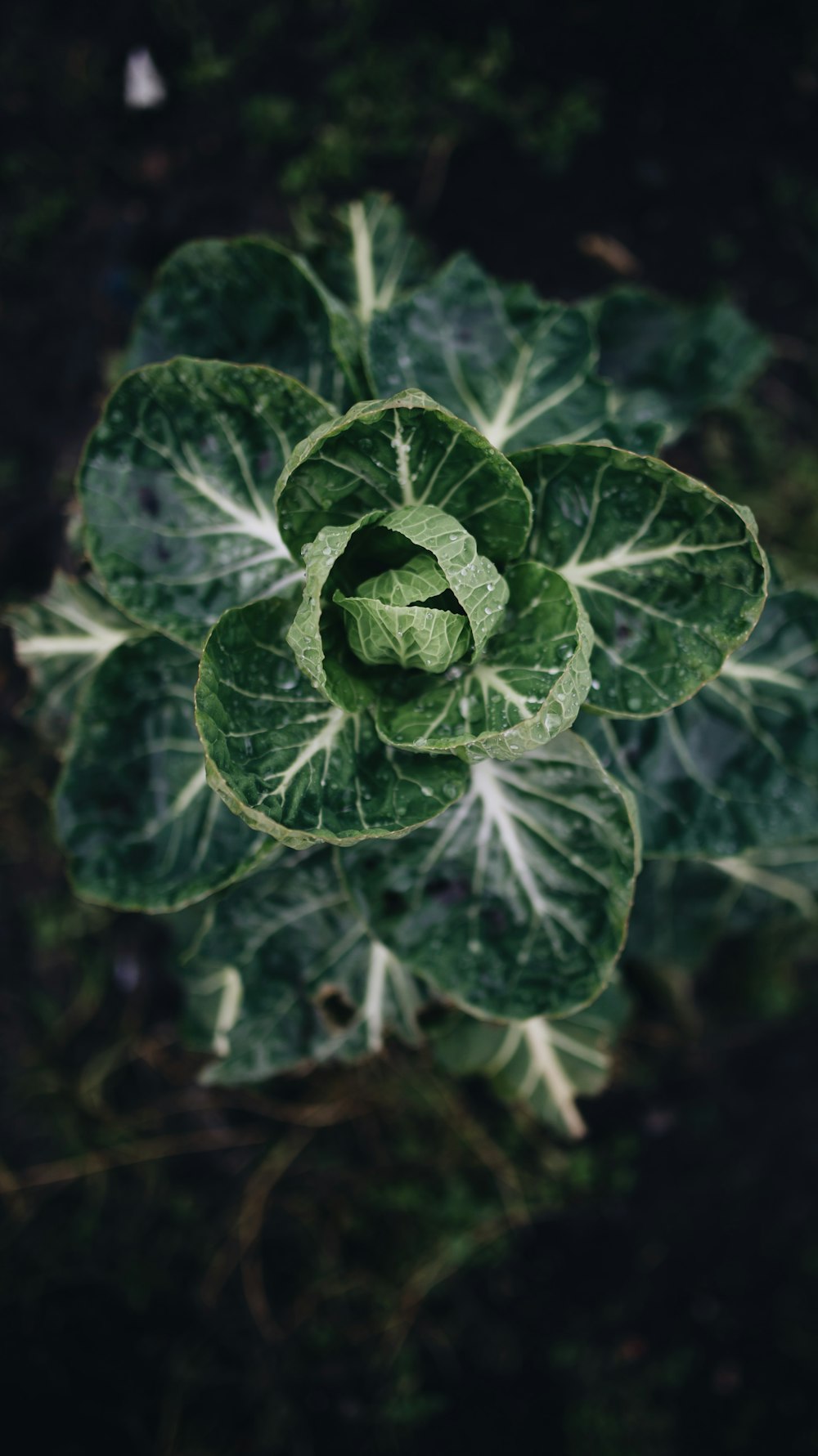 a close up of a green leafy plant