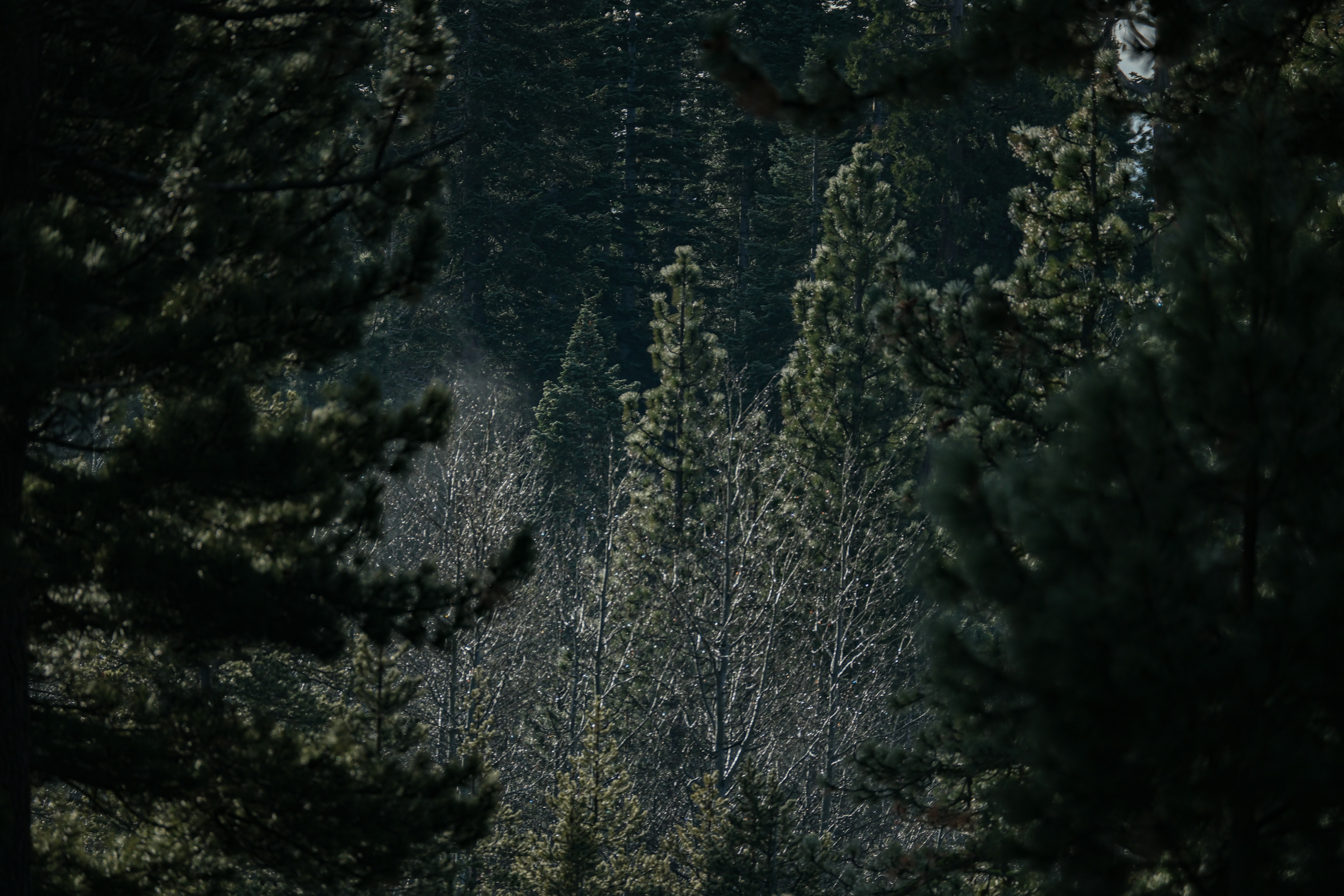 Tahoe City