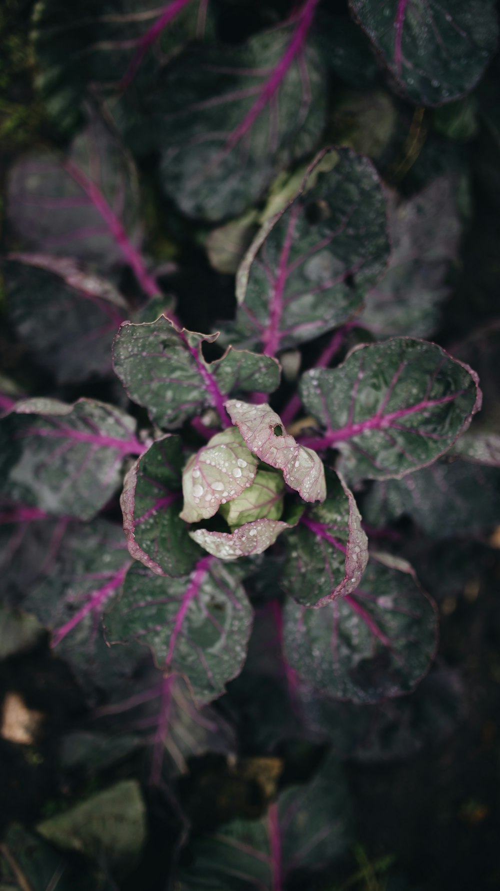 水滴が付着した植物のクローズアップ