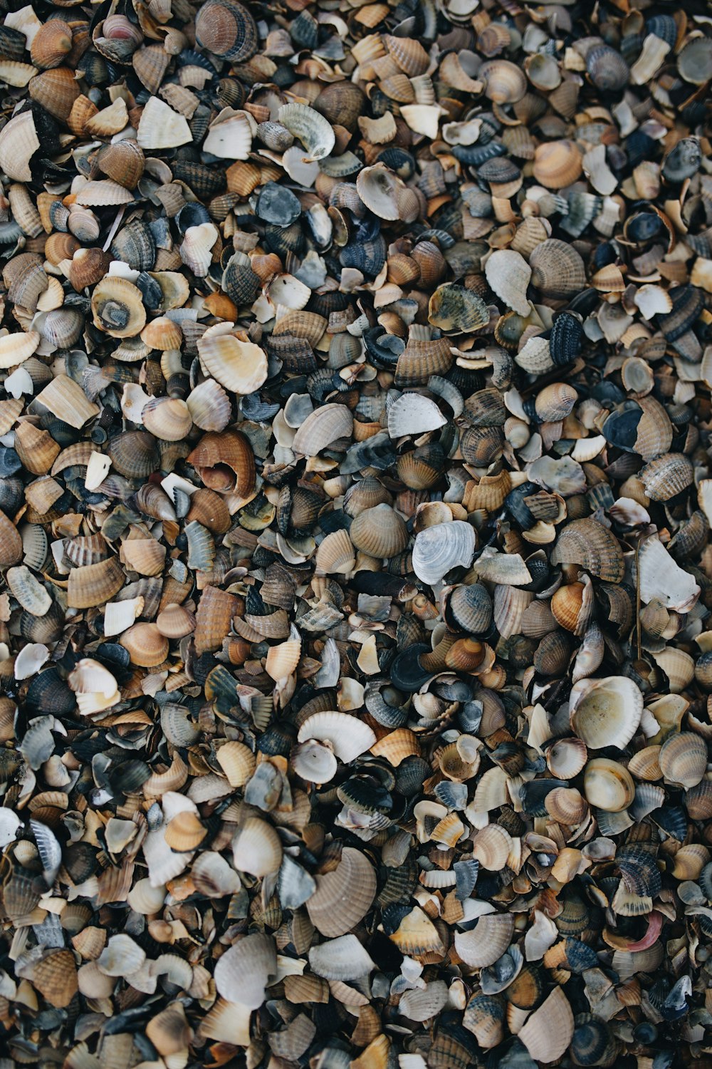 a bunch of shells that are on the ground