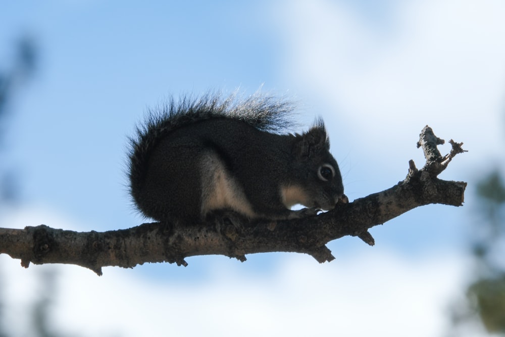 uno scoiattolo seduto in cima al ramo di un albero