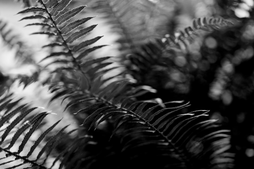 a black and white photo of a fern