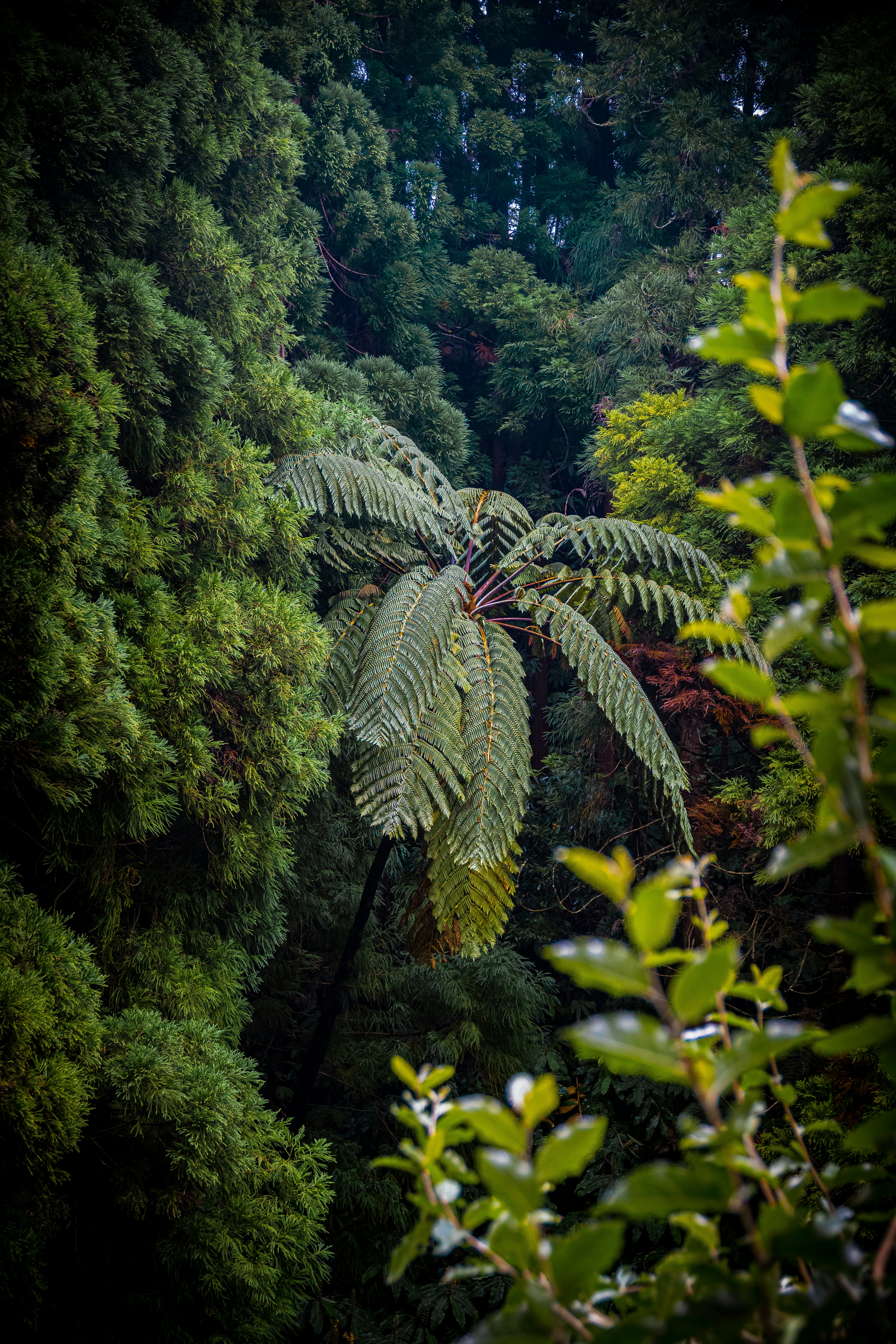 A lush green forest filled with lots of trees photo – Free Background ...