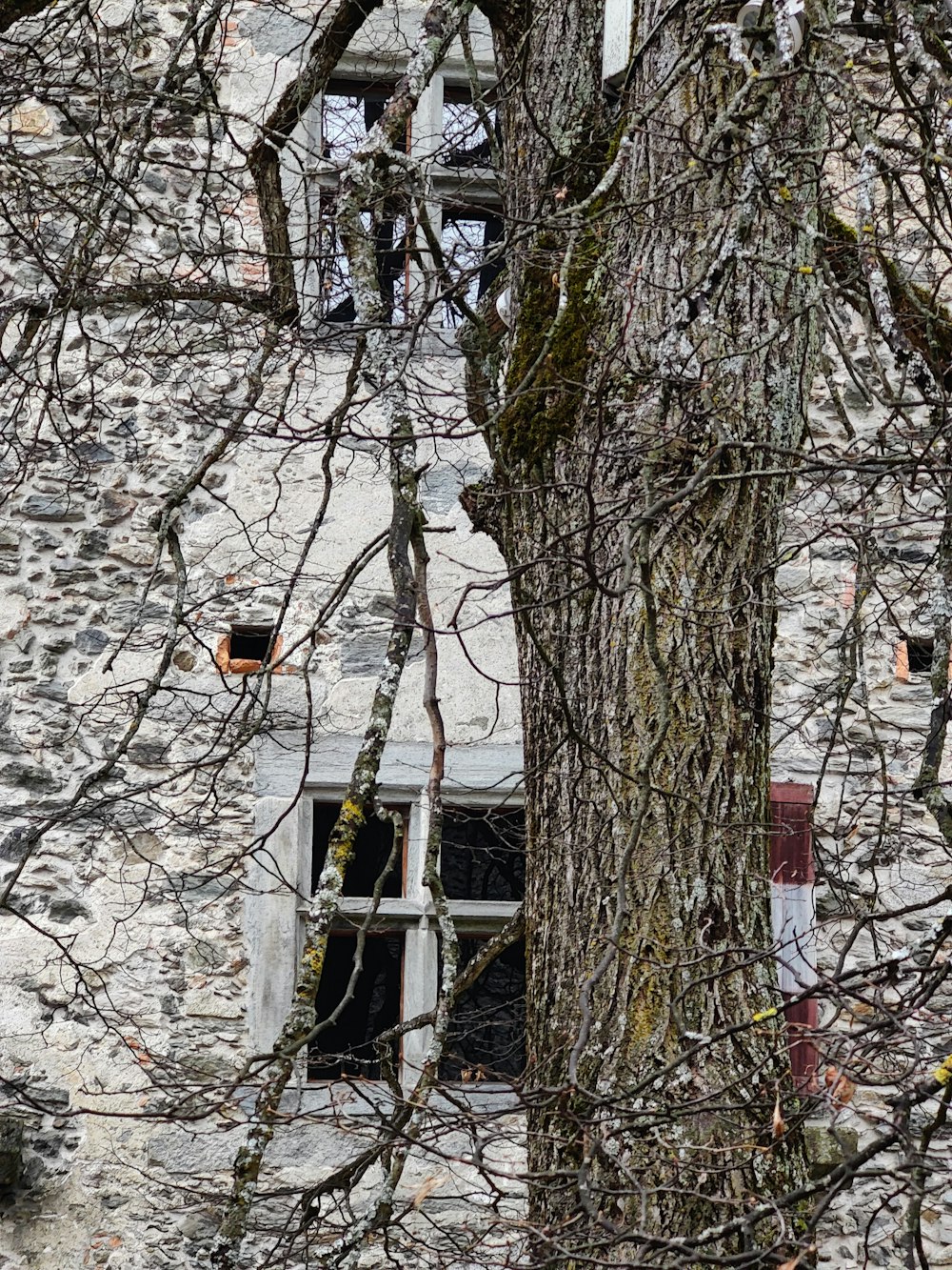 a tree with no leaves next to a window