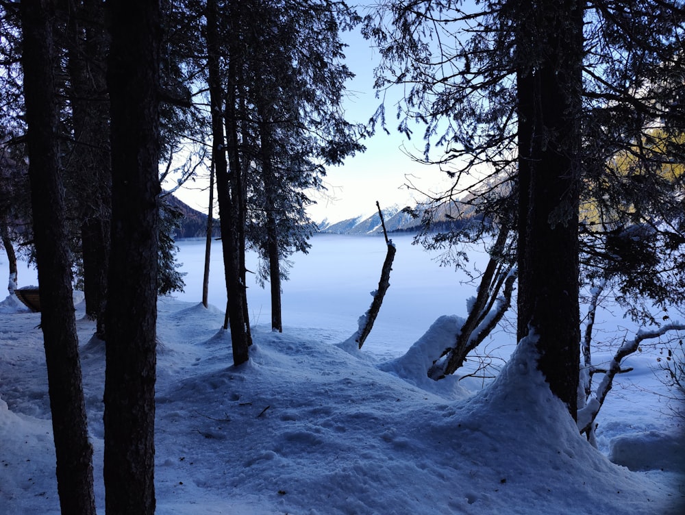 a view of a lake through some trees