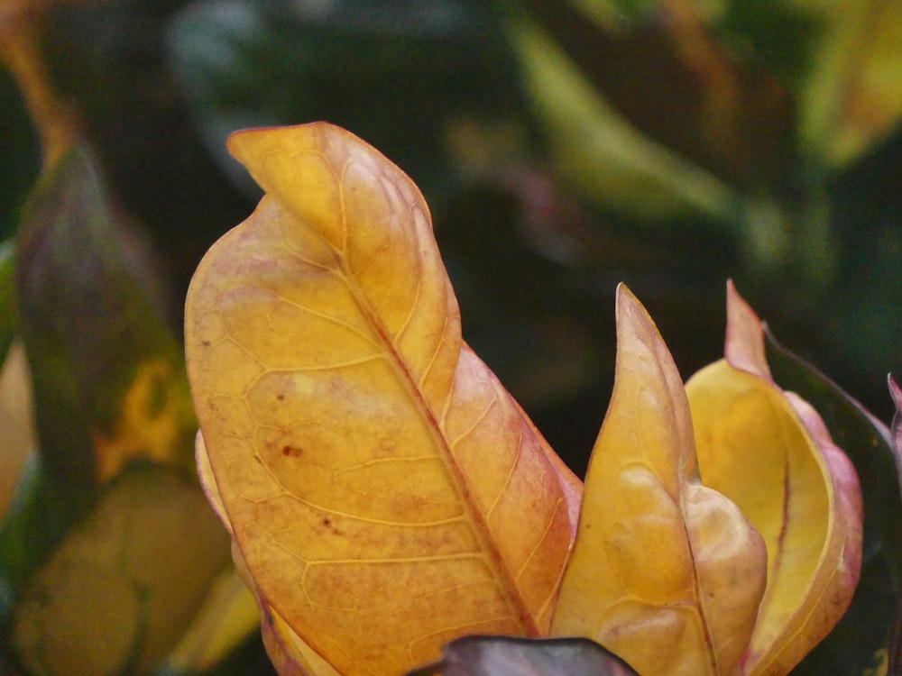 a close up of a yellow flower with leaves