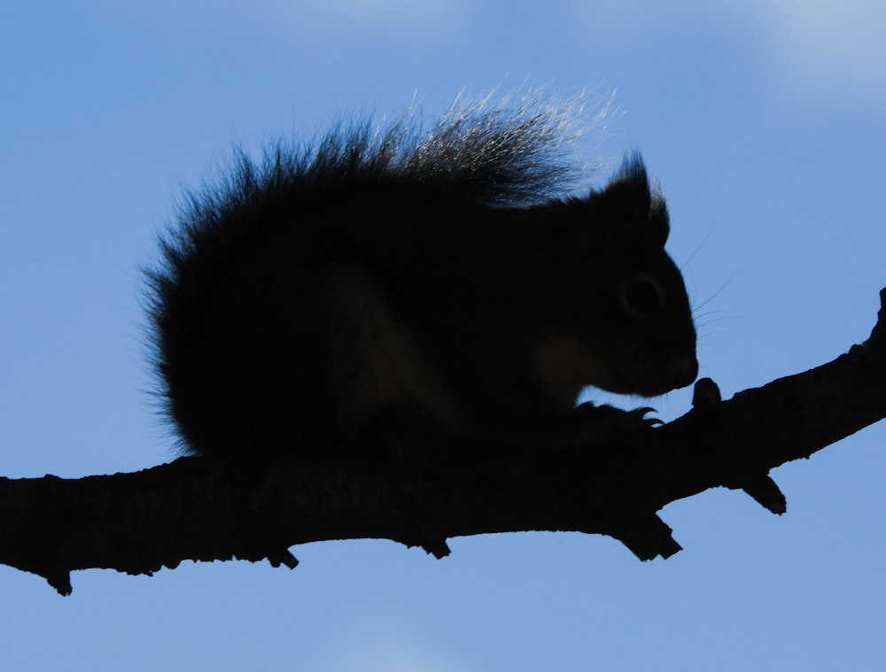 a squirrel is sitting on a tree branch