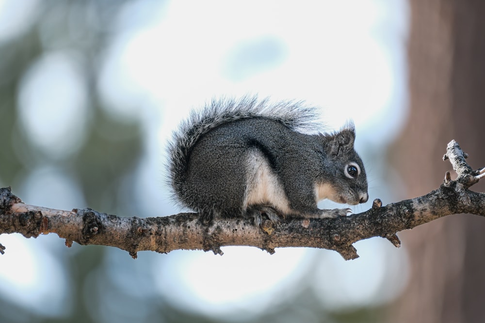 Un écureuil est assis sur une branche d’arbre