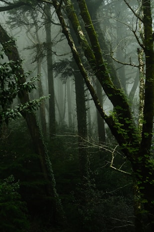 a forest filled with lots of trees covered in fog