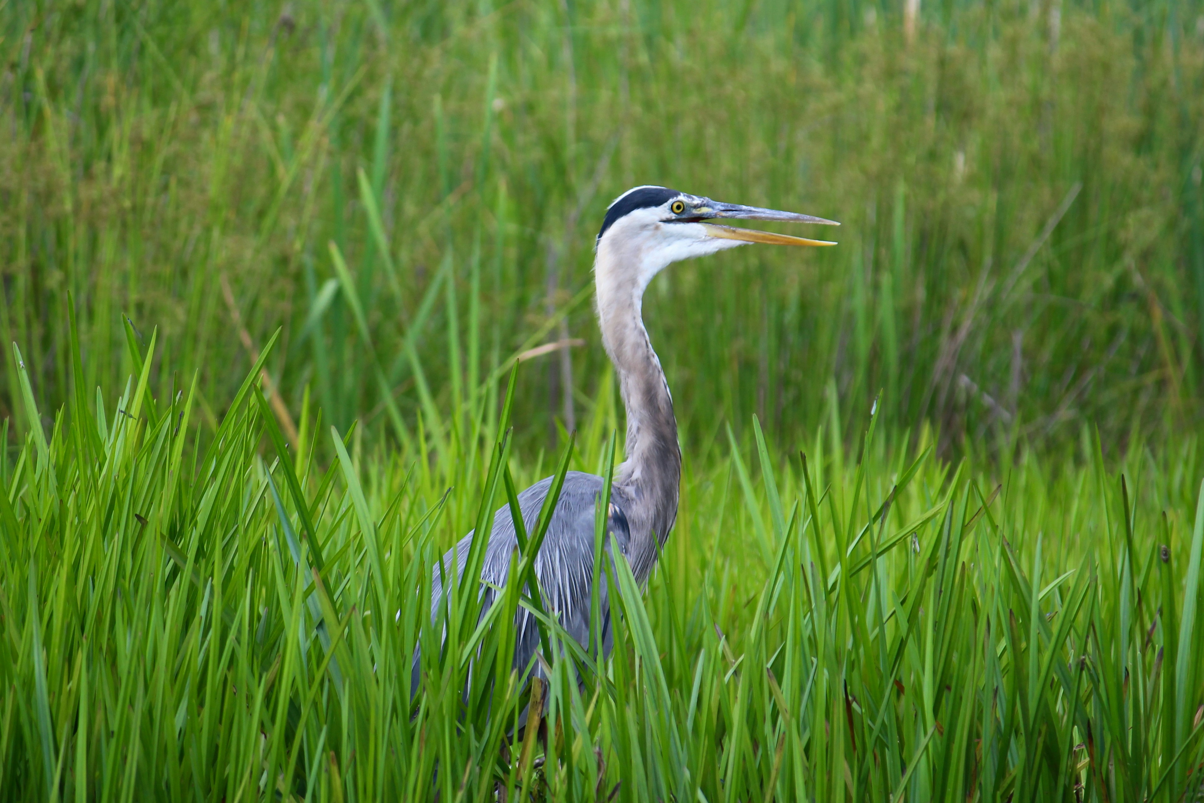 Photo by cecilemousist