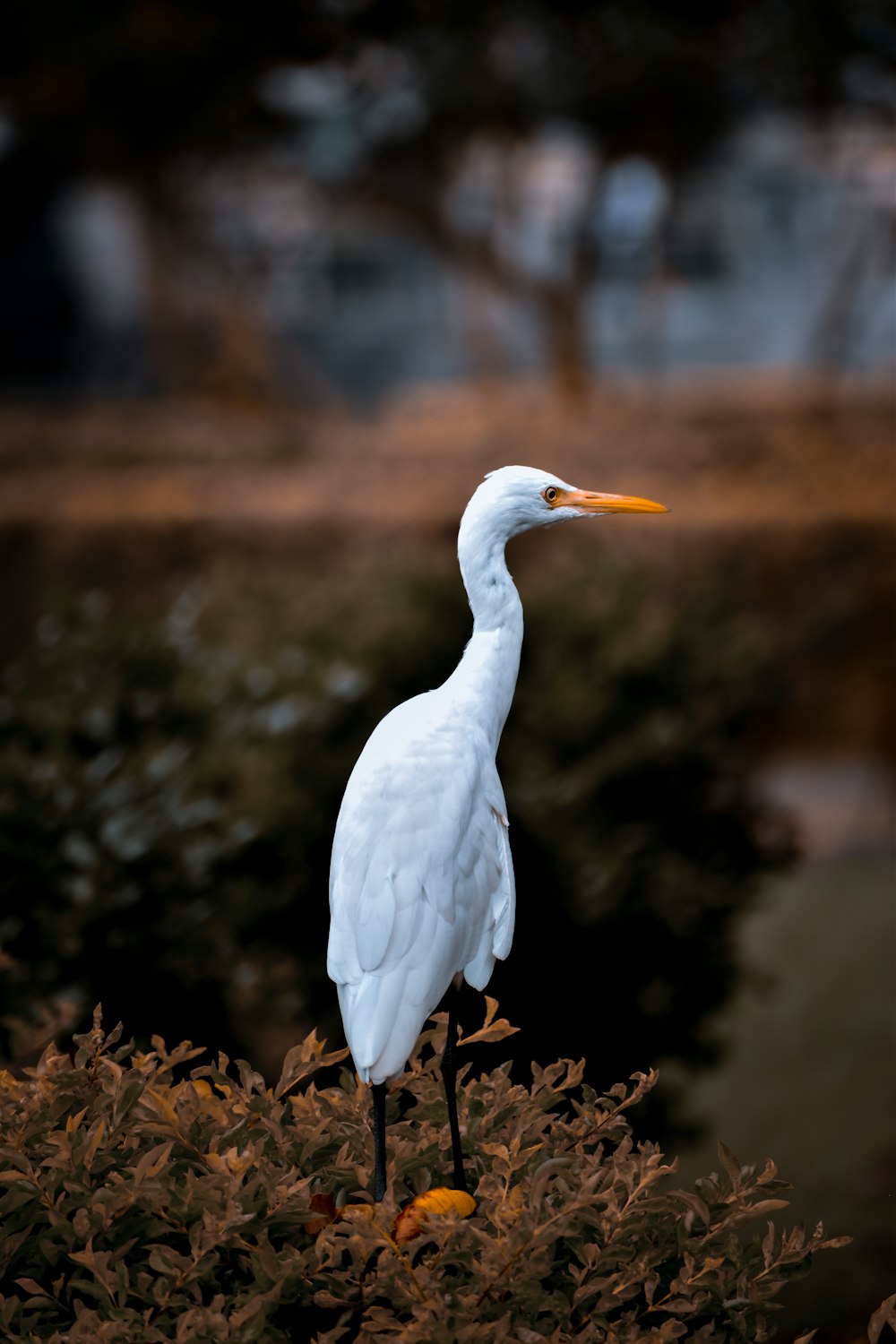 a white bird standing on top of a bush