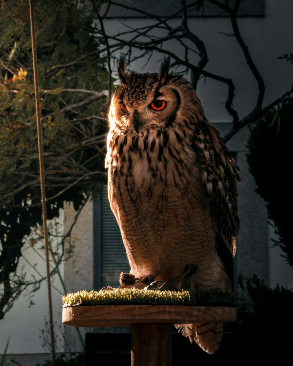 an owl sitting on top of a wooden post