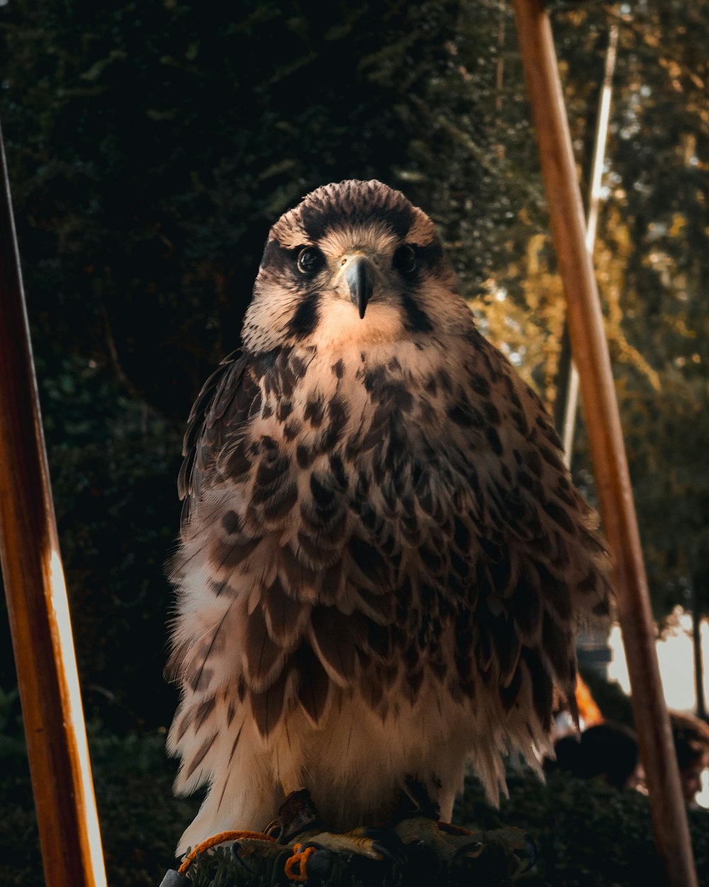 a bird of prey sitting on top of a wooden pole