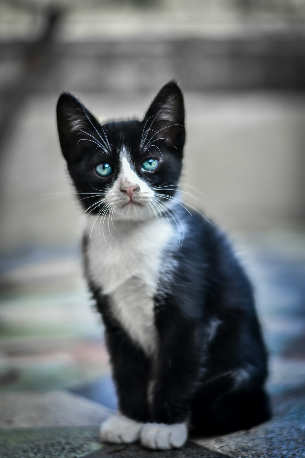 a black and white cat with blue eyes sitting on the ground