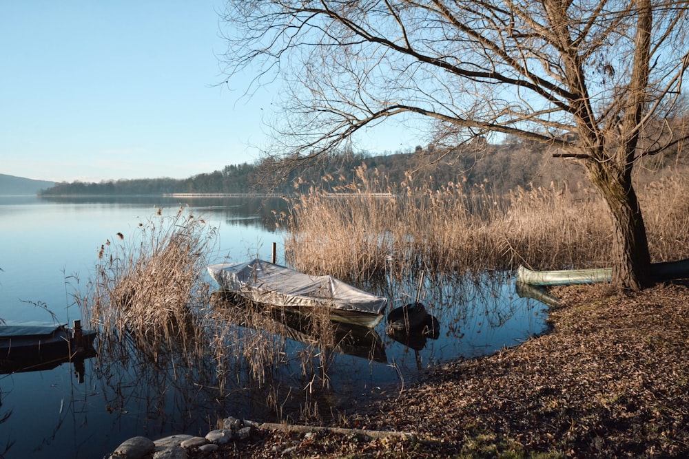 a boat sitting on top of a lake next to a tree