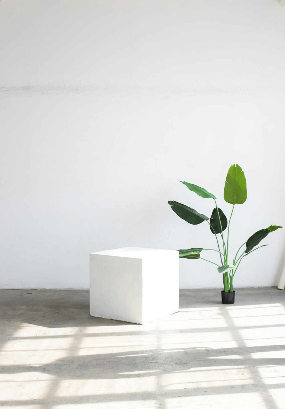 a green plant in a black pot on a white table