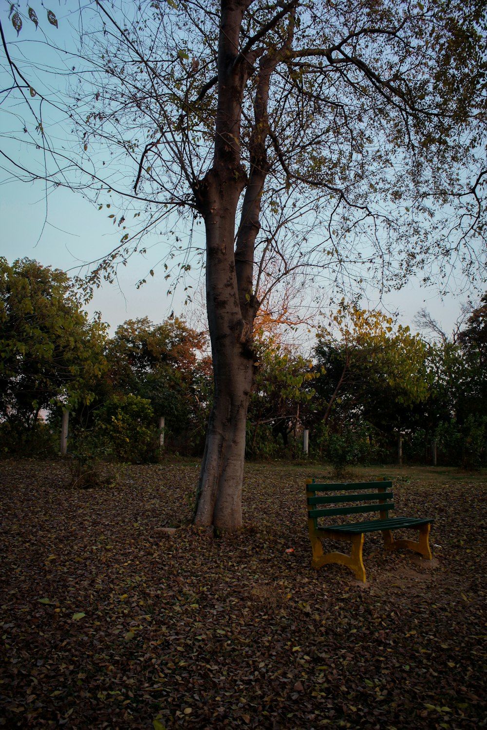 a bench under a tree in a park