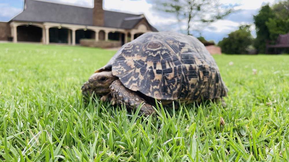 a large turtle walking across a lush green field