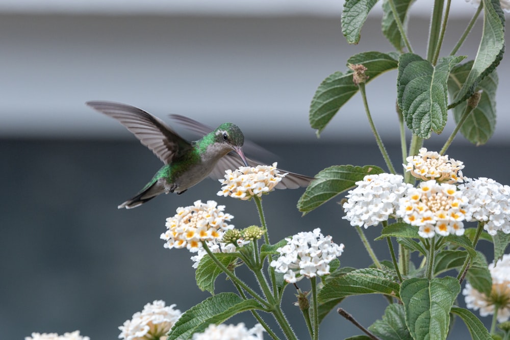 a hummingbird flying over a bunch of white flowers