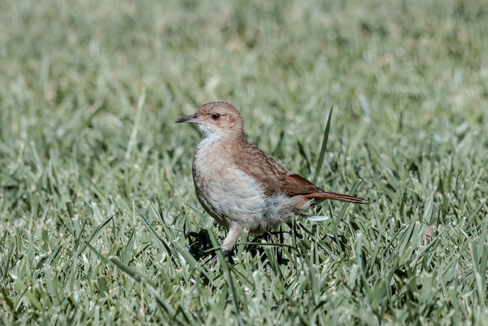 a small brown and white bird standing in the grass