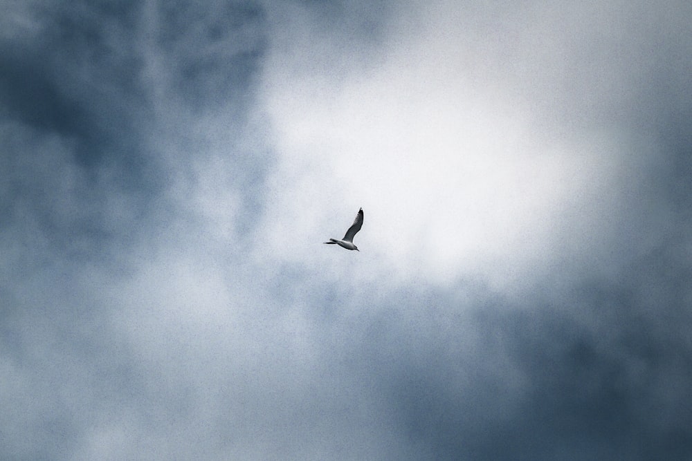 a large bird flying through a cloudy sky