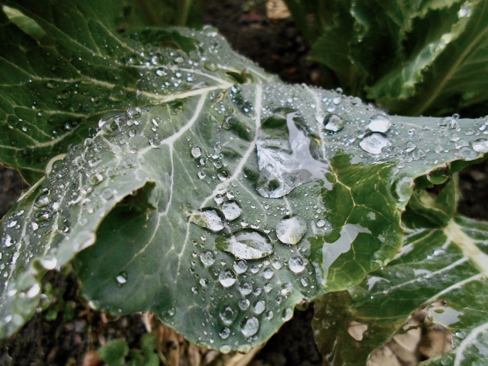 Un primer plano de una hoja con gotas de agua