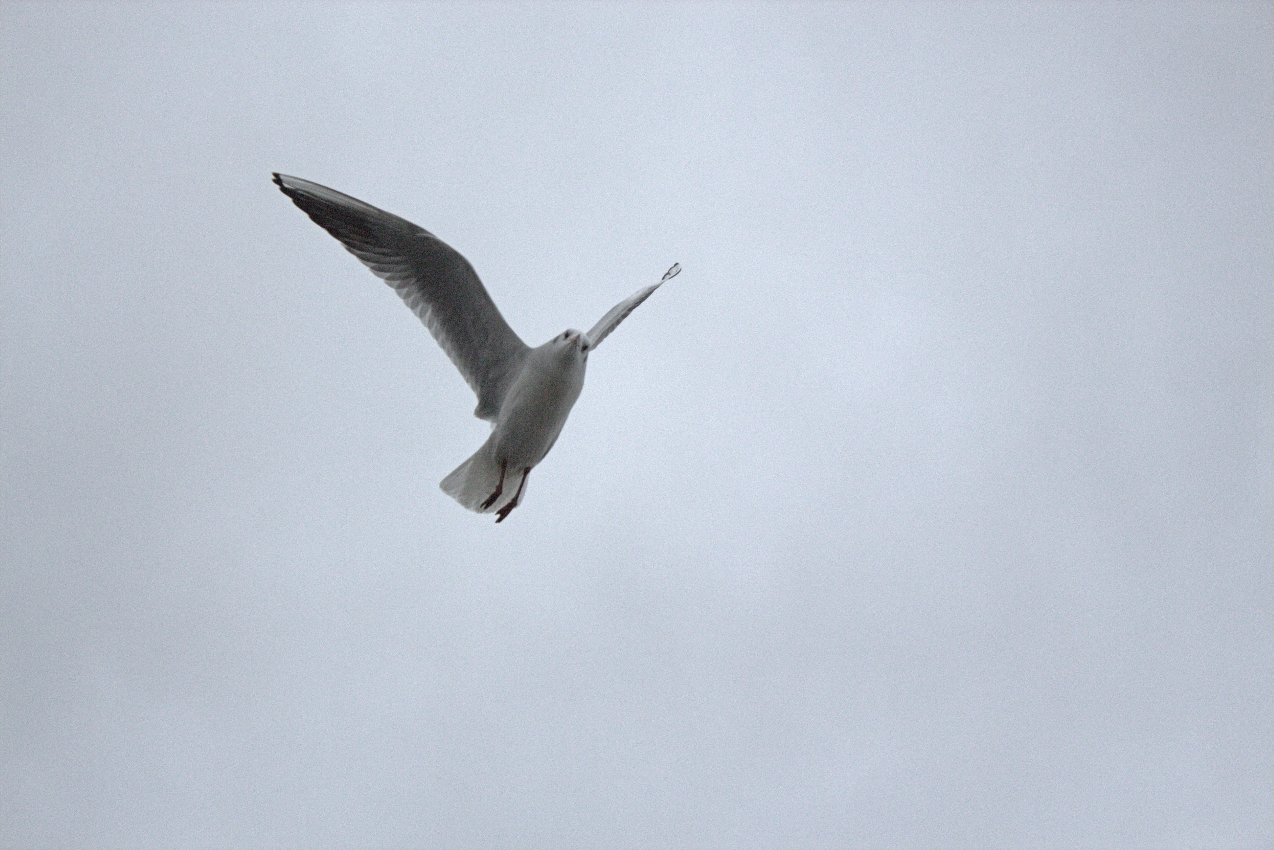 Photo by anton_etmanov