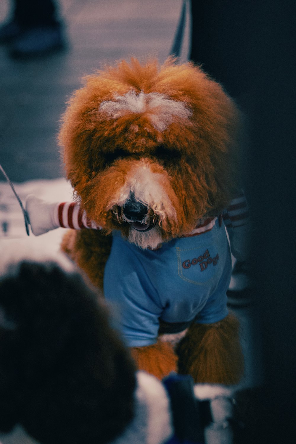 a brown dog with a blue shirt on