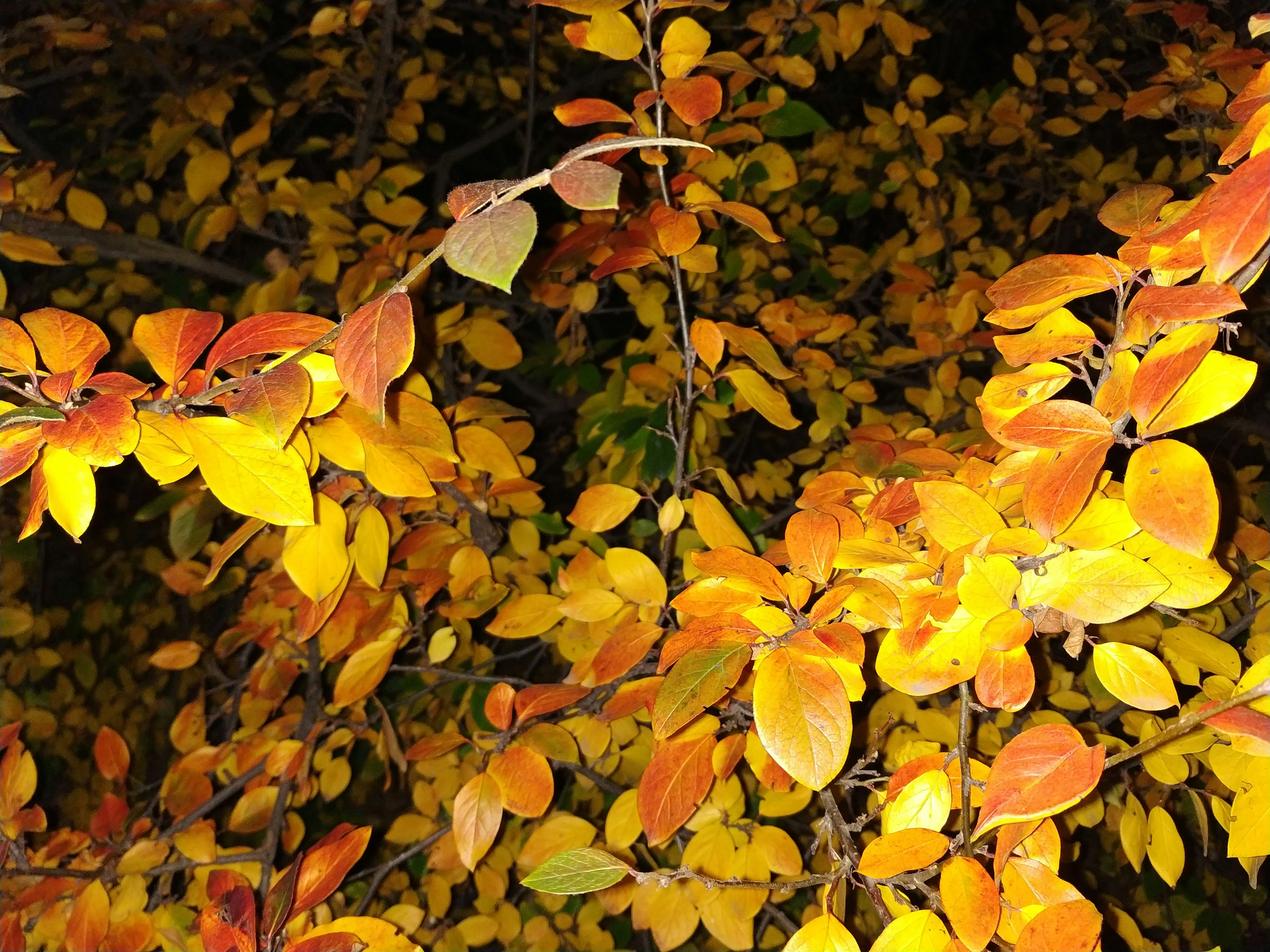 Photo by artemis_ray