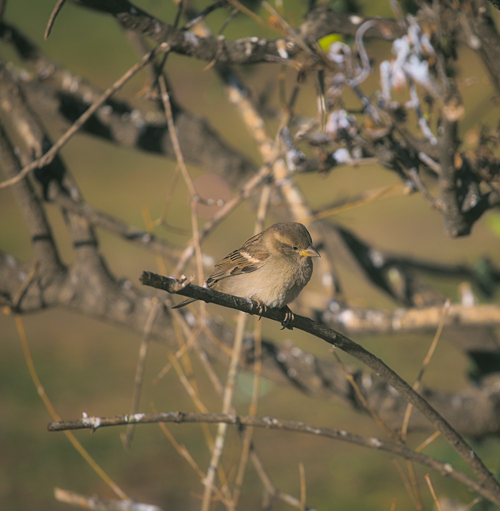 a small bird sitting on a branch of a tree