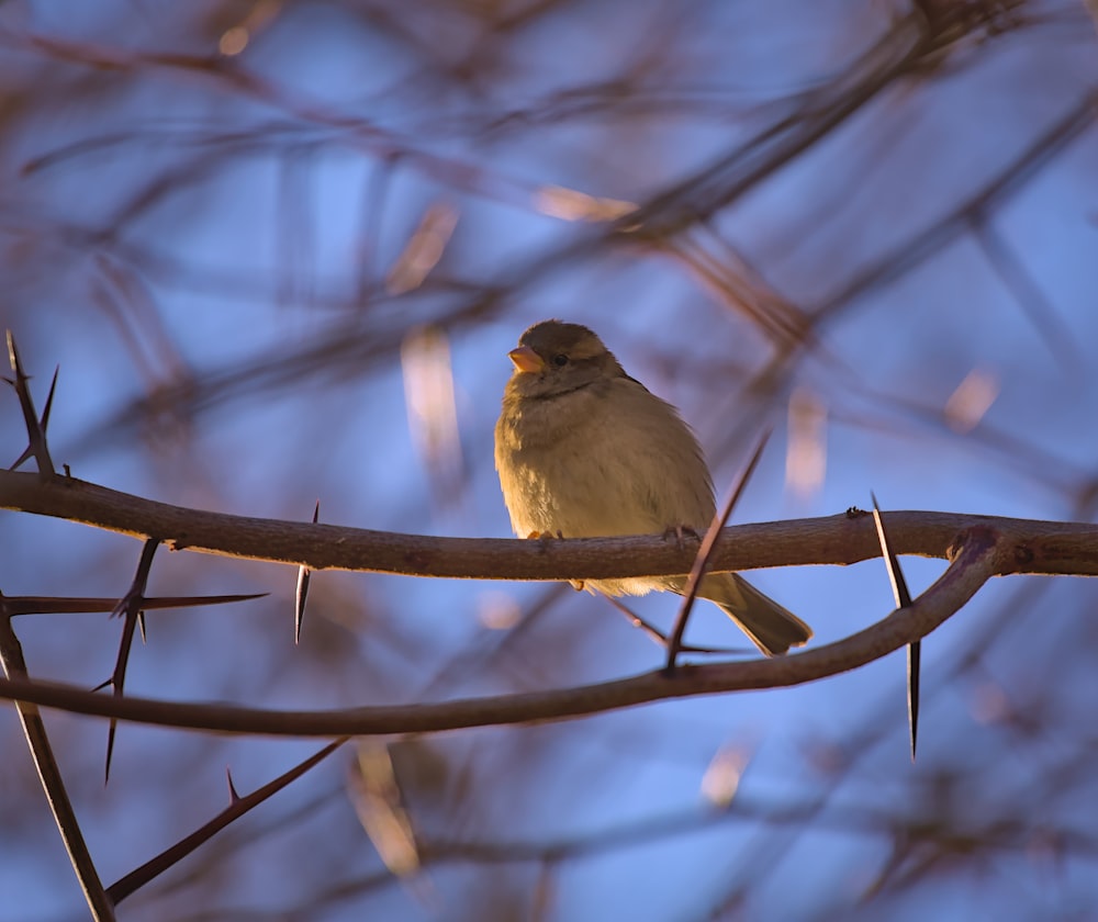 a small bird perched on a branch of a tree