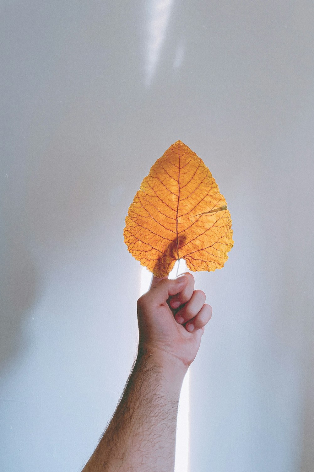 a hand holding a yellow leaf against a white wall