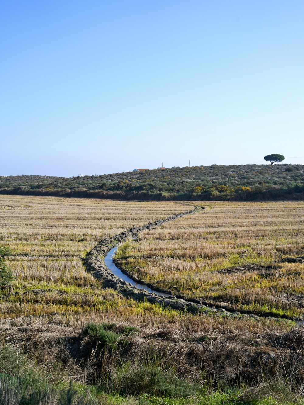 a river running through a dry grass field