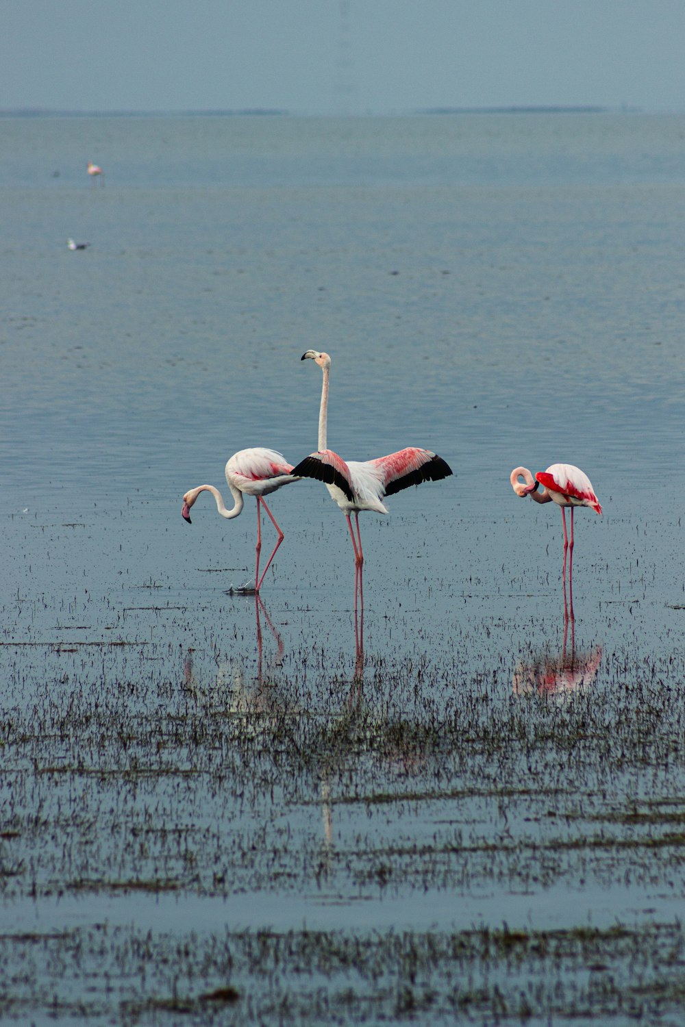 three flamingos standing in shallow water on a beach