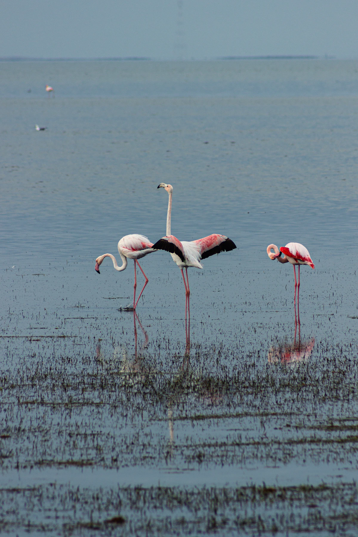 Tres flamencos de pie en aguas poco profundas de una laguna
